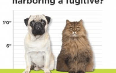 Online Pet Licensing Services Now Available