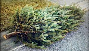 How to Dispose of Holiday Trees